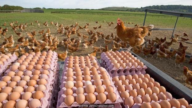 Ayam diternakkan di banyak negara.