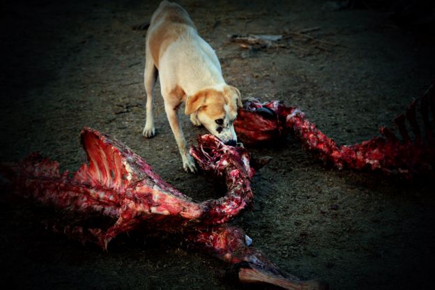 Cachorro come carcaça de animal