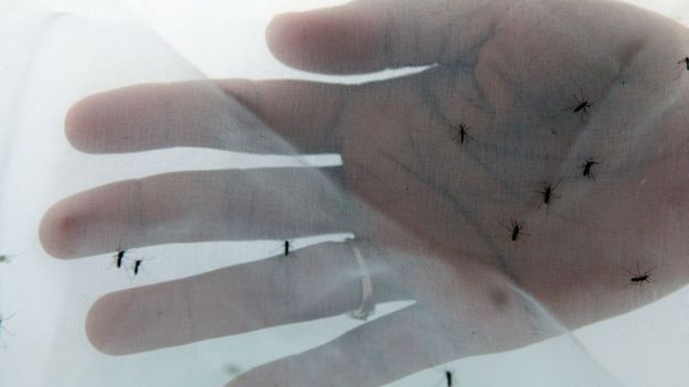 Mosquitos atraídos por el olor de una mano humana protegida por una red.