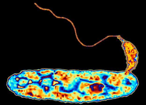 Bdellovibrio