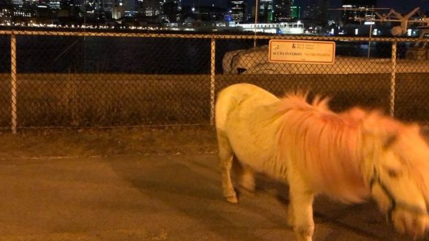 A pink-maned pony has been spotted on Montreal's Ãle Sainte-HÃ©lÃ¨ne