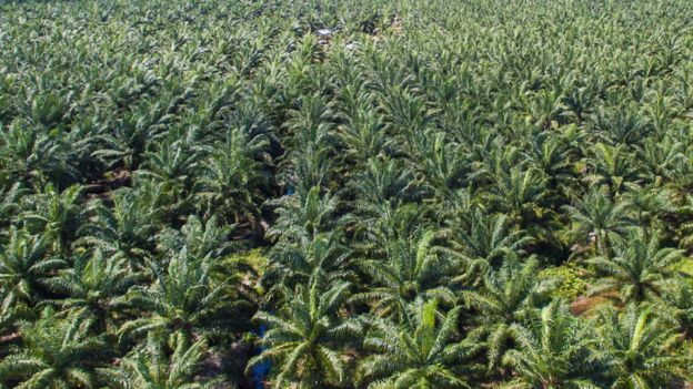 Plantaciones de palma de aceite