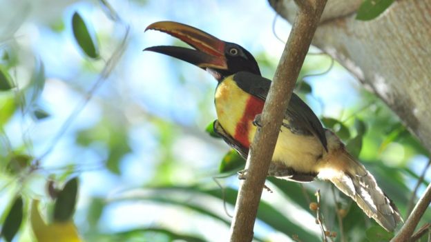 Pássaro no Pantanal