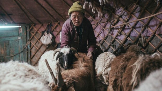 The slow and deadly dzud in Mongolia - BBC News