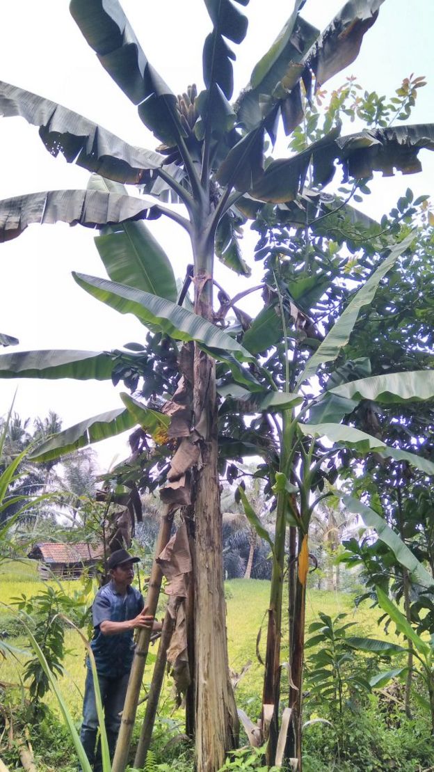 pisang tongka langit