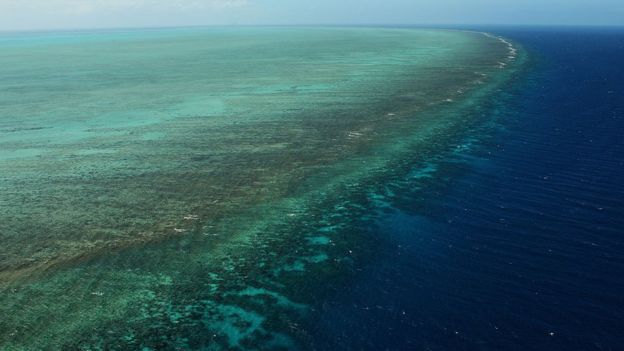 Según científicos, la Gran Barrera de Coral de Australia está agonizando y algunas de sus especies podrían extinguirse en los próximos años.