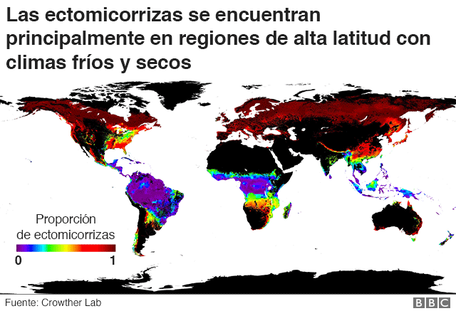 Mapa de distribución de ectomicorrizas