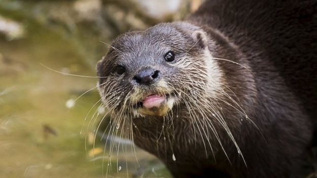 Toxic 'forever chemicals' found in British otters - BBC News
