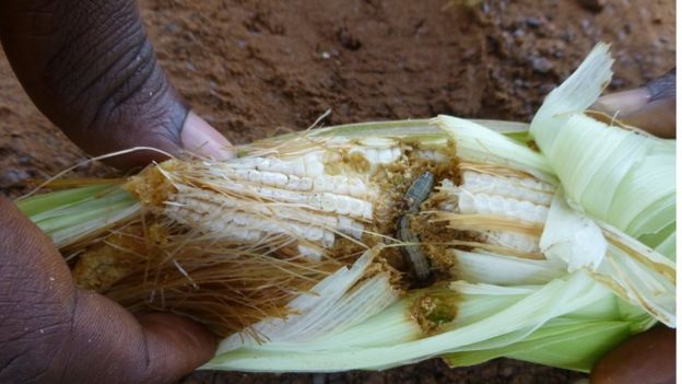 The army worm burrows into cobs