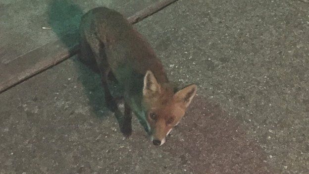 Fox outside Alconbury club