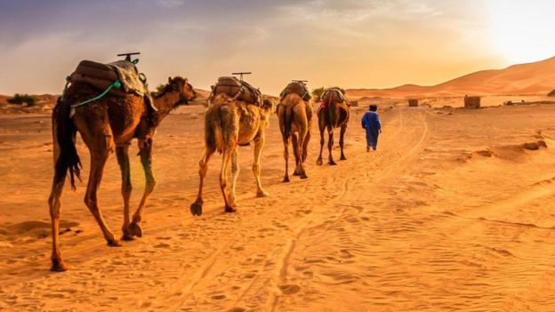 C&aacute;fila no deserto