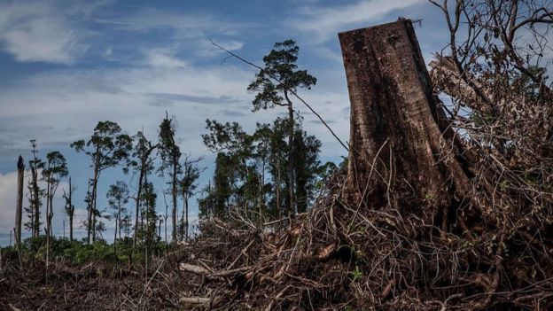 Tại Indonesia, việc phá rừng lấy đất trồng trọt là chuyện xảy ra khá phổ biến