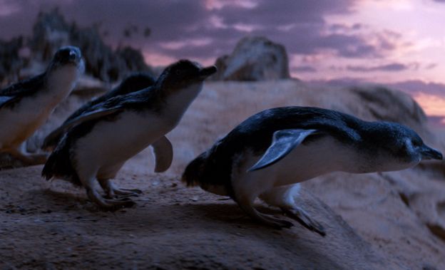 Little penguins