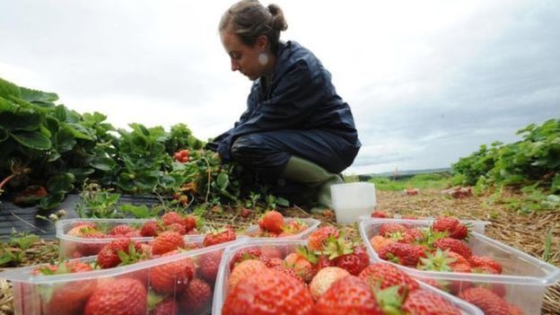 Fruit picker picking strawberries