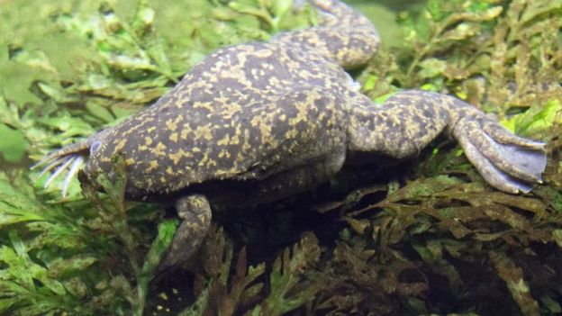 La rana africana Xenopus laevis