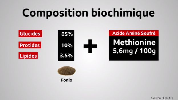 Le fonio est plus riche en soufre que les autres grains en acides aminés soufrés.