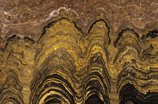 Fossilised stromatolite