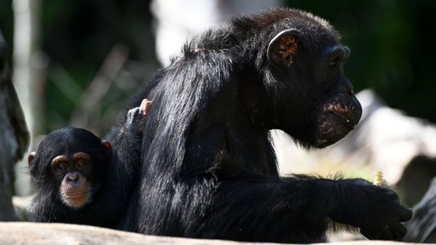 Nini, bebê chimpanzé nascida em 2018, se pendura em sua mãe Bianca, de 39 anos, no zoológico de Singapura, em 2019