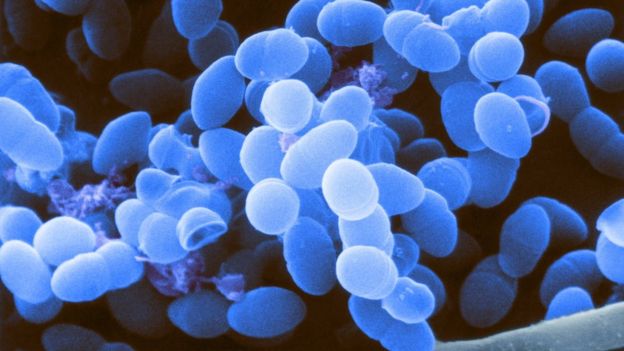 Gut bacteria 'may help drugs fight cancer' - BBC News