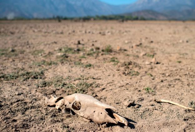 A cow's skeleton lies on the dried Aculeo Lake, previously a touristic attraction 70 km southwest of Santiago, Chile. Drought and overconsumption of water led to the lake drying out (March 2019).