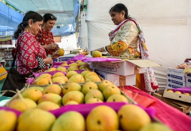 Mujeres indias eligiendo mangos