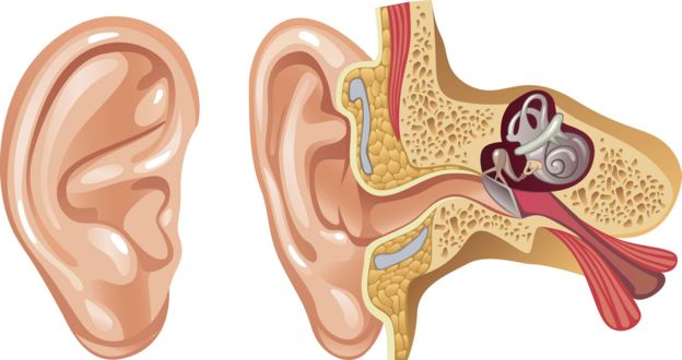 Ilustración de la oreja y el interior del oído.