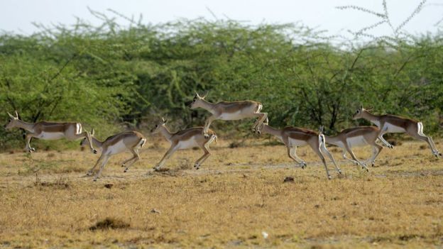 மான்கள்