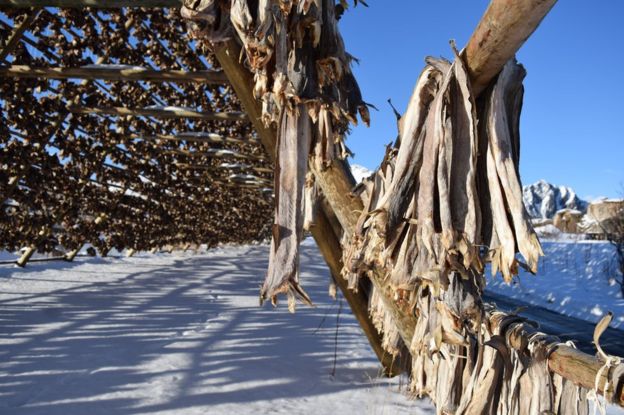 Stockfish, hung from a rack