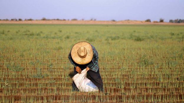 Inmigrante mexicano trabajando el campo en Estados Unidos