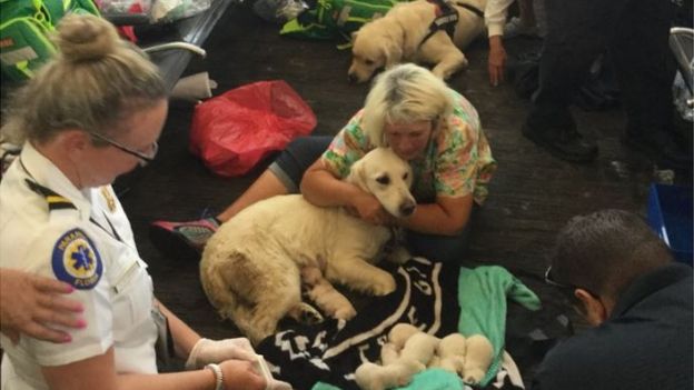 A dona de Ellie abraça a cachorra enquanto os filhotes descansam