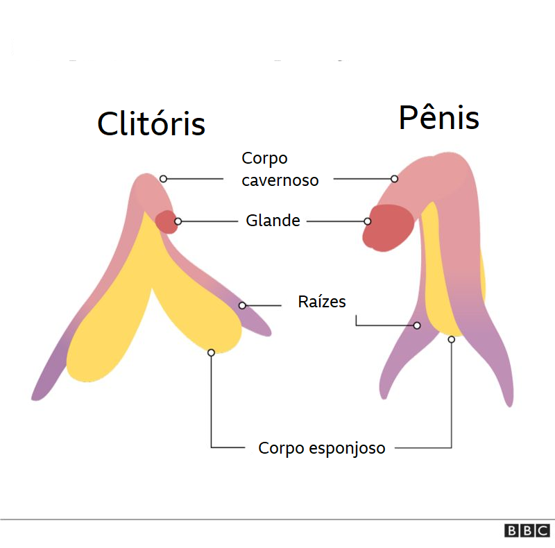 Como Realmente é O Clitóris E Suas Semelhanças Com O Pênis Bbc News Brasil 