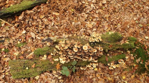 Sulphur tuft mushrooms