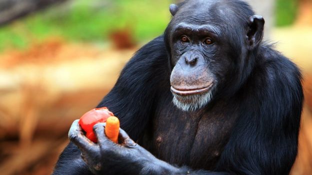 Chimpancé comiendo verduras.