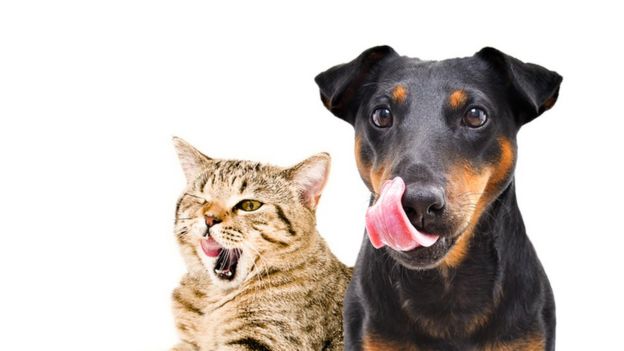 Cat and dog