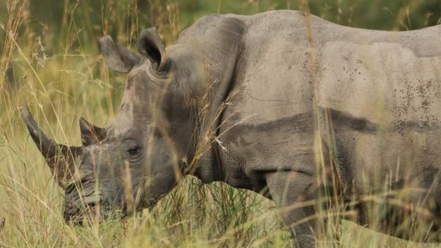 Rinoceronte na Ãfrica do Sul