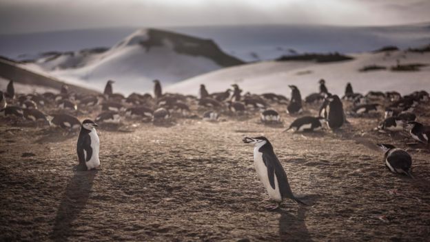 Chinstrap penguins collect rocks for their nests, taken in the Antarctic Peninsula, Antarctica, December 2015