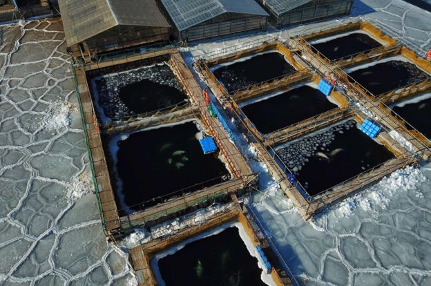 Imagens aéreas mostra tanques com pedaços de gelo e contornos das baleias