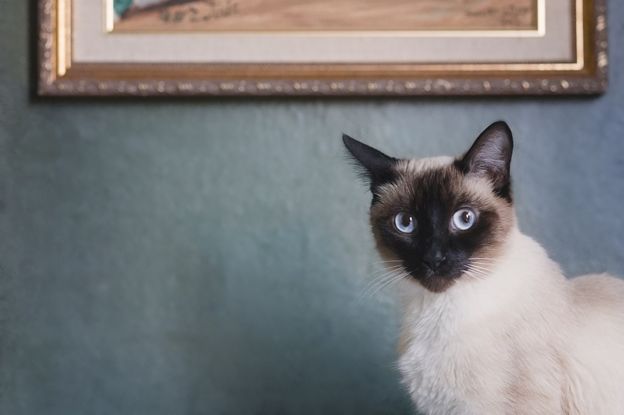 A Siamese cat, sitting in front of an elegant light blue wall, in front of a gilded picture frame