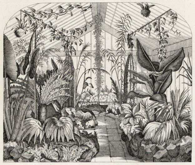 El interior del invernadero de helechos de Nathaniel Ward, presentado en Flowers of the Gardens and Hothouses of Europe, publicado en 1851.