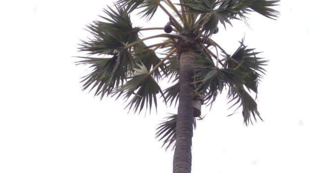 பதநீர் விற்பதால் கிடைக்கும் வருமானத்தில் பள்ளியை பராமரிக்கும் கிராம மக்கள்