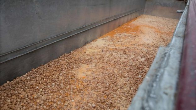 Eggs are destroyed at a chicken farm in Nadrin, Belgium, on 9 August 2017