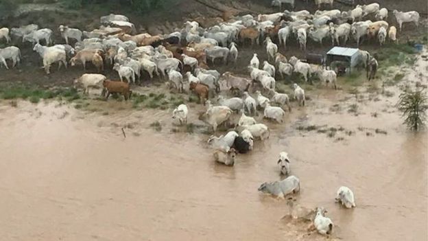 Stranded cows surrounded by floodwater at Cowan Downs Station in Queensland