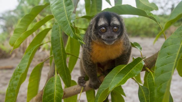 Un mico nocturno en la selva amazónica de Perú