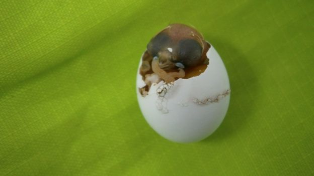 zebra finch chick emerging from its egg