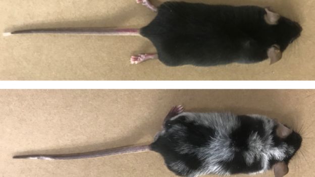 The mouse before pain was induced (top), and some time afterwards (bottom image)