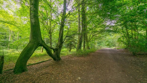 nellie s tree in aberford named uk tree of the year bbc news