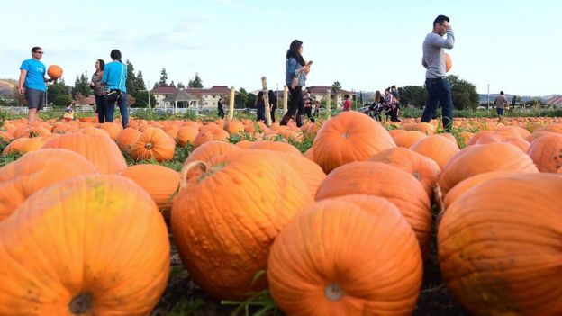 Cosecha de calabazas