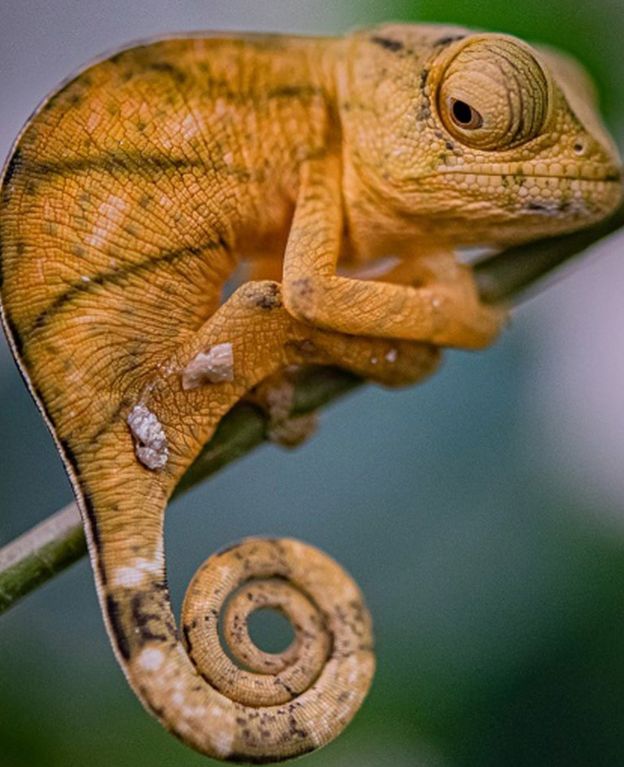 Chester Zoo celebrates first UK breeding of rare chameleon - BBC News