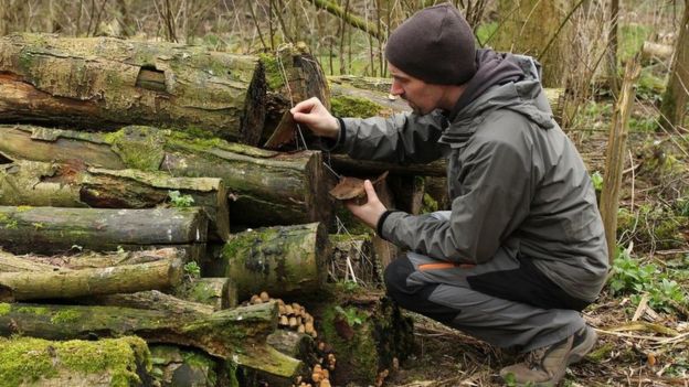 Rufford Colliery: Rare fungus found in England for first time - BBC News