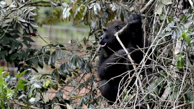 Gorila se pendurando em uma árvore em um santurário no Gabão